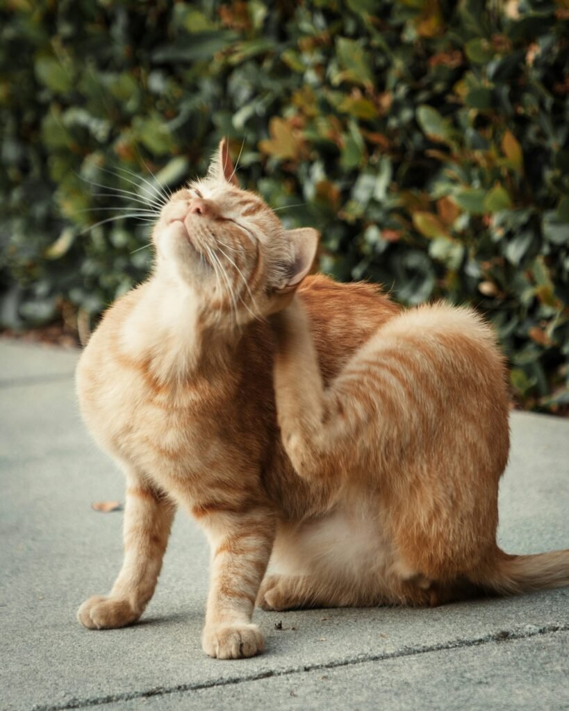 Benefits Of Consistent Pet Food Subscriptions Featured Image 3 819x1024
