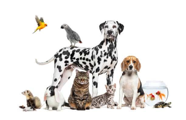 istockphoto-2173353480-612x612 Maya Pet Family Carni Vet Diet Adult Cat Obesity - Πλήρης Ζωοτροφή 5 Kg - Image 2