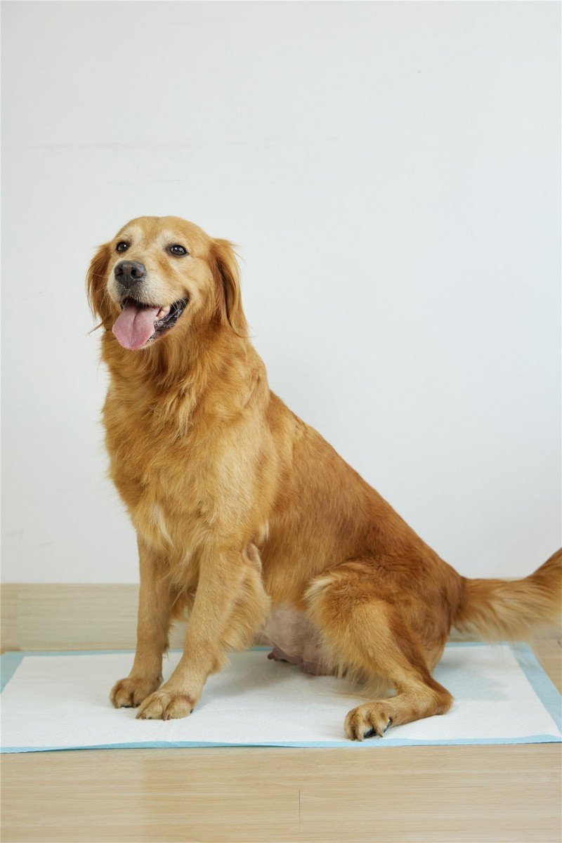 6007 6 Uniq Snappy Pawdry Blue Επιδαπέδιες Πάνες Εκπαίδευσης Σκύλων 60×90cm 20τμχ - Image 6