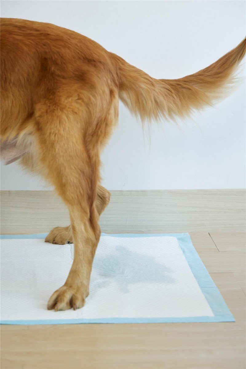 6007 7 Uniq Snappy Pawdry Blue Επιδαπέδιες Πάνες Εκπαίδευσης Σκύλων 60×90cm 20τμχ - Image 7