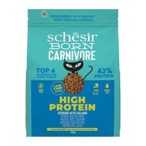 schesir cat born carnivore Ρέγγα & Σολομός